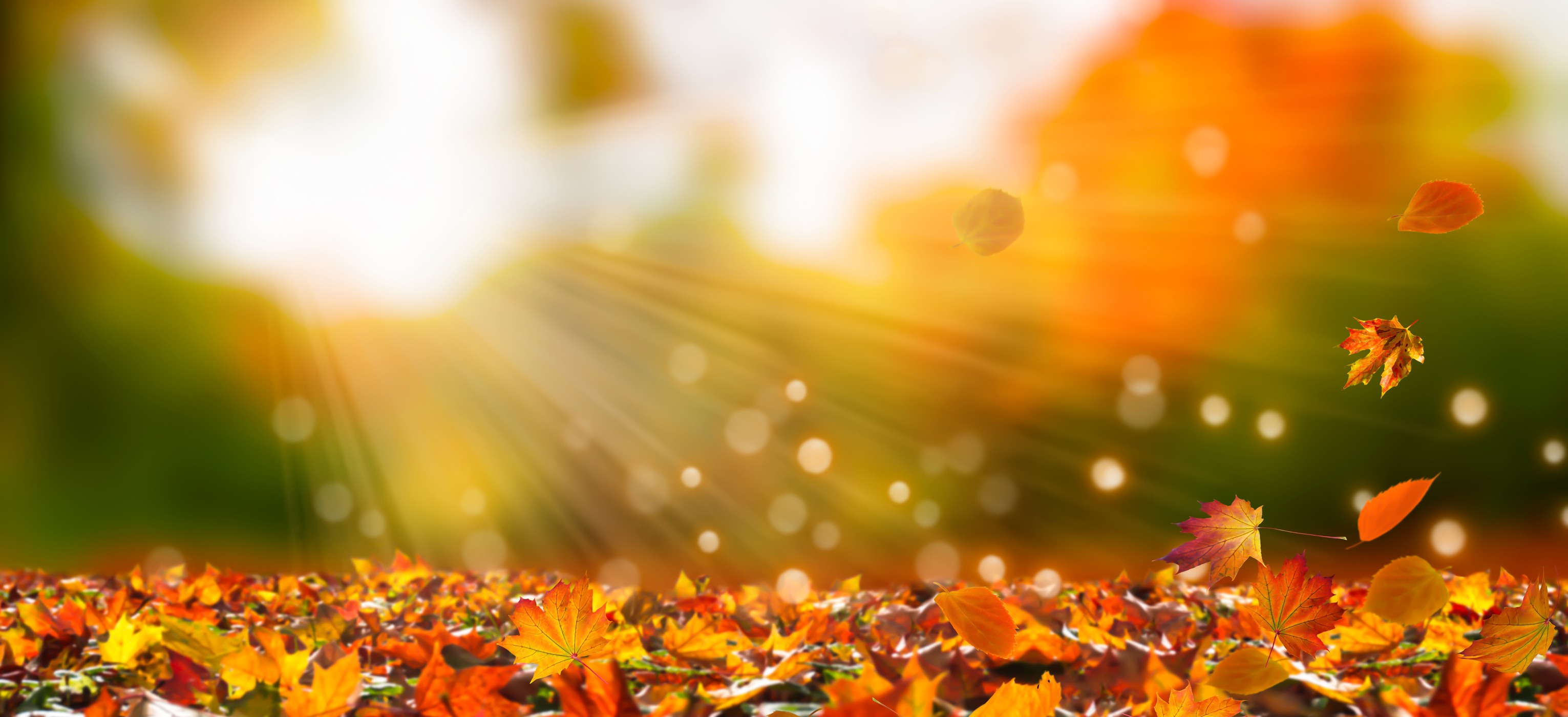 Autumn Leaves Background